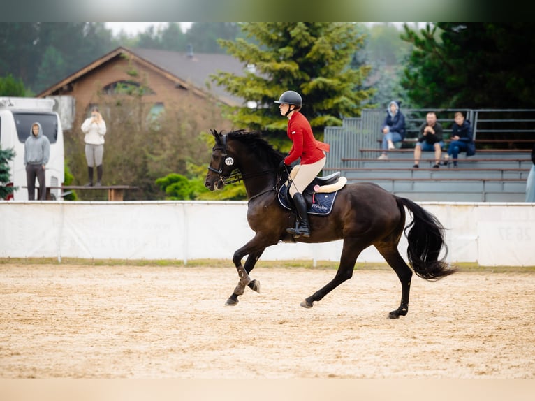 Demi-sang polonais Jument 8 Ans 170 cm Noir in Micha&#x142;owice