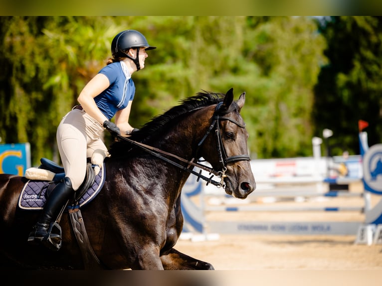Demi-sang polonais Jument 8 Ans 170 cm Noir in Micha&#x142;owice