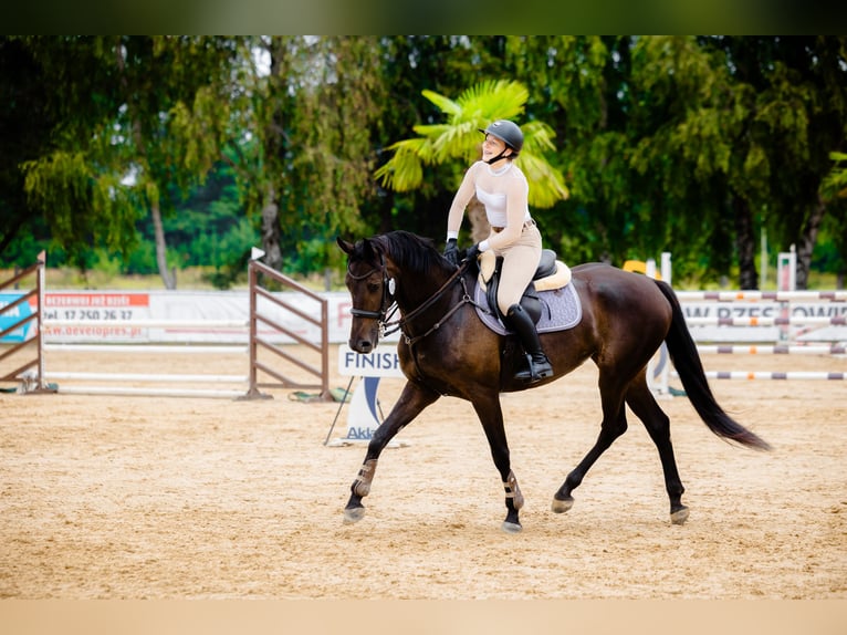 Demi-sang polonais Jument 8 Ans 170 cm Noir in Micha&#x142;owice