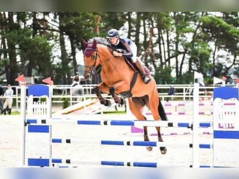 Demi-sang polonais Jument 8 Ans 174 cm Bai in Konstancin jeziorna Demi-sang polonais Jument 8 Ans 174 cm Bai in Konstancin jeziorna