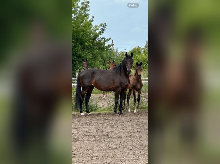 Demi-sang polonais Jument 8 Ans Bai brun in Budzyń