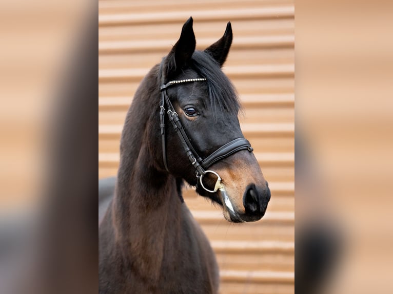 Demi-sang polonais Jument 8 Ans Bai brun in Budzyń