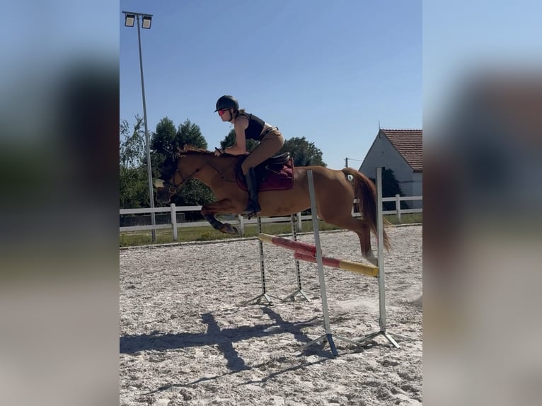 Demi-sang polonais Jument 9 Ans 147 cm Alezan in Legnica