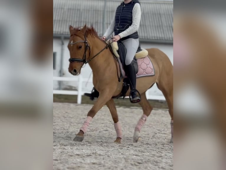 Demi-sang polonais Jument 9 Ans 147 cm Alezan in Legnica