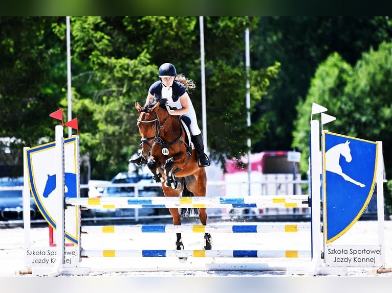 Demi-sang polonais Jument 9 Ans 155 cm Bai cerise in Warszawa