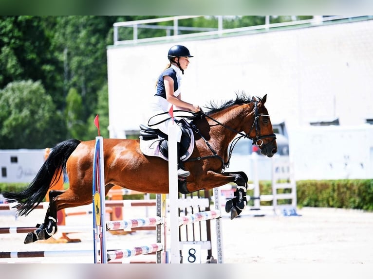 Demi-sang polonais Jument 9 Ans 155 cm Bai cerise in Warszawa