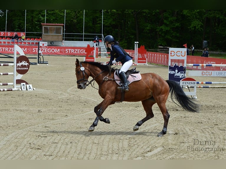 Demi-sang polonais Jument 9 Ans 155 cm Bai cerise in Warszawa