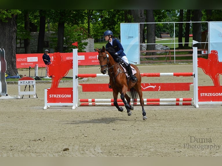 Demi-sang polonais Jument 9 Ans 155 cm Bai cerise in Warszawa