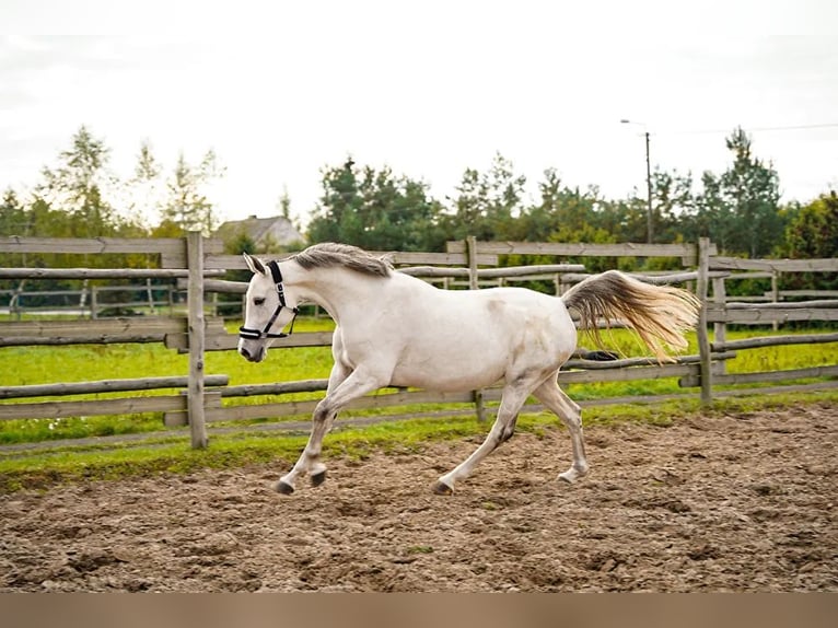 Demi-sang polonais Jument 9 Ans 160 cm Gris in mokre