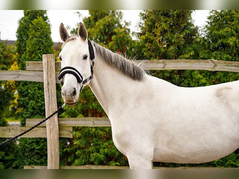 Demi-sang polonais Jument 9 Ans 160 cm Gris in mokre