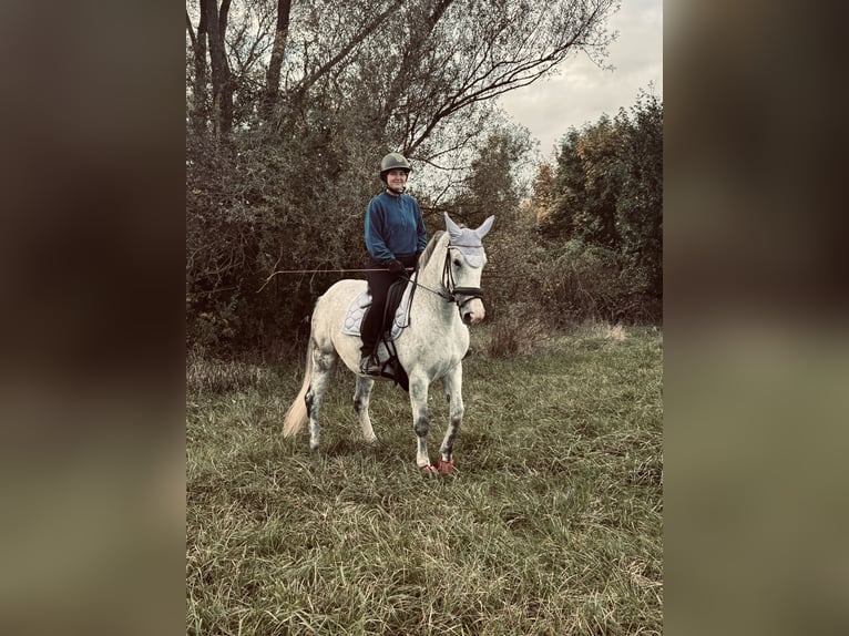 Demi-sang polonais Jument 9 Ans 161 cm  in Merseburg