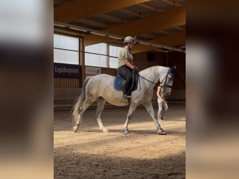 Demi-sang polonais Jument 9 Ans 161 cm  in Merseburg