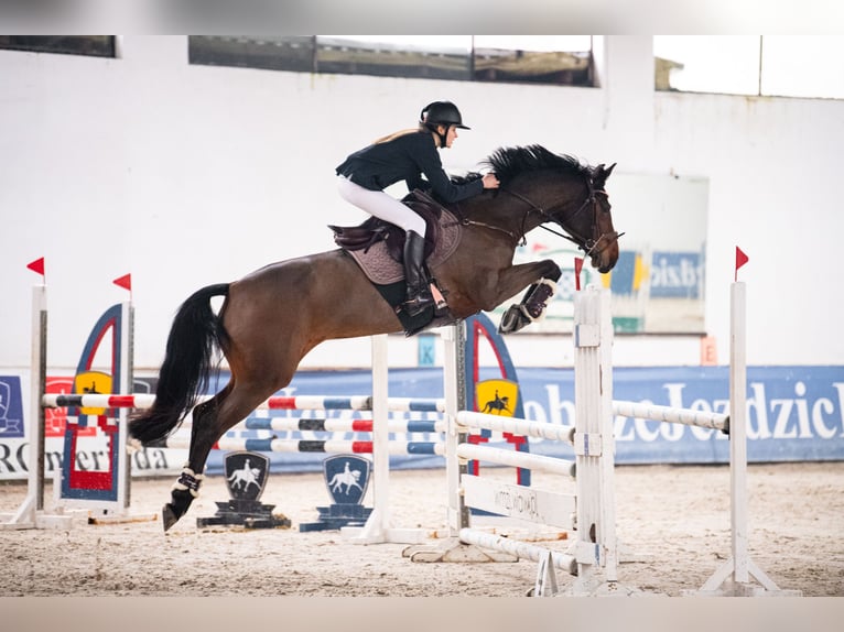 Demi-sang polonais Jument 9 Ans 168 cm Bai in Wilcze Tułowskie