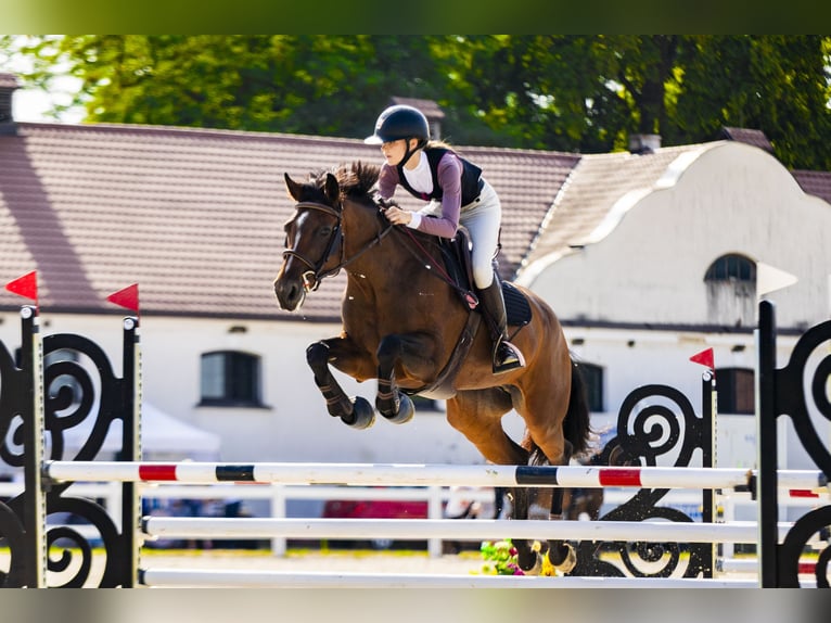 Demi-sang polonais Jument 9 Ans 168 cm Bai in Wilcze Tułowskie