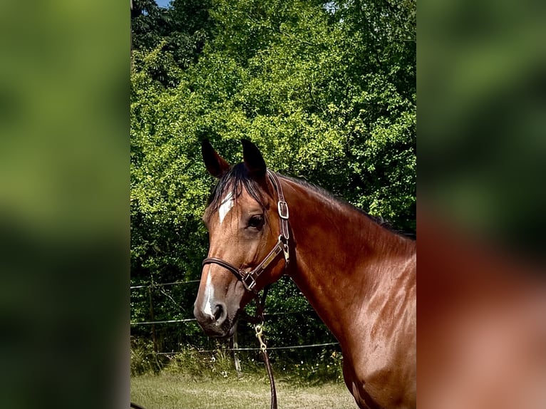Demi-sang polonais Jument 9 Ans 168 cm Bai in Brzyków