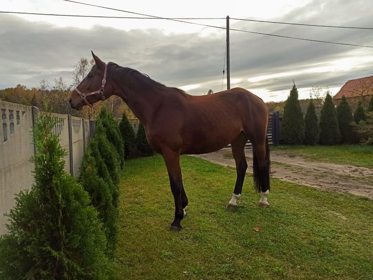 Demi-sang polonais Jument 9 Ans 170 cm Bai in Lipinki