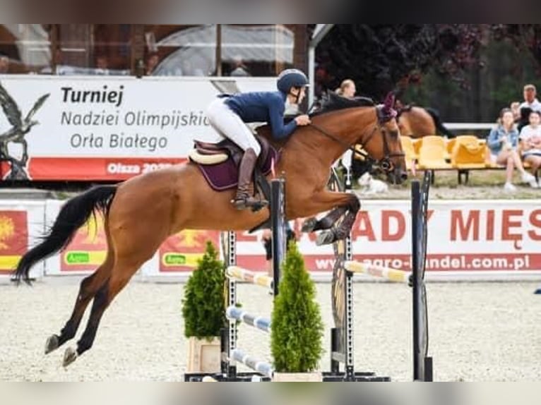 Demi-sang polonais Jument 9 Ans 174 cm Bai in Konstancin jeziorna