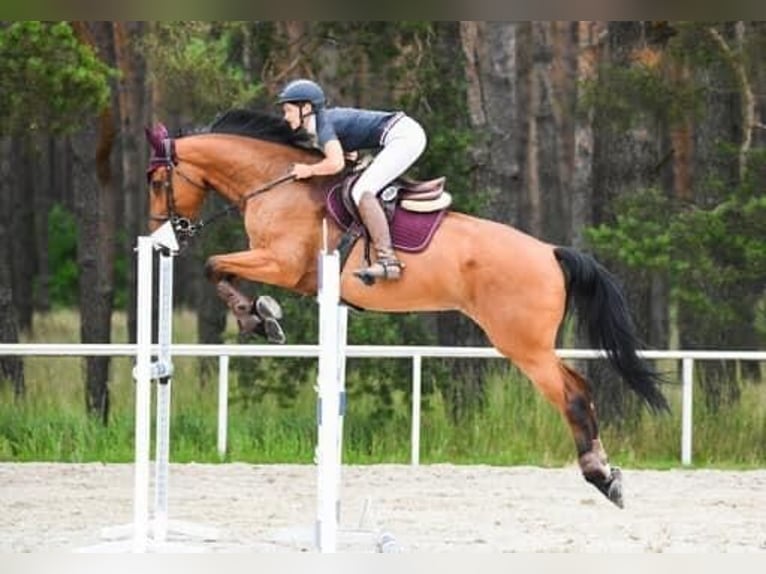 Demi-sang polonais Jument 9 Ans 174 cm Bai in Konstancin jeziorna