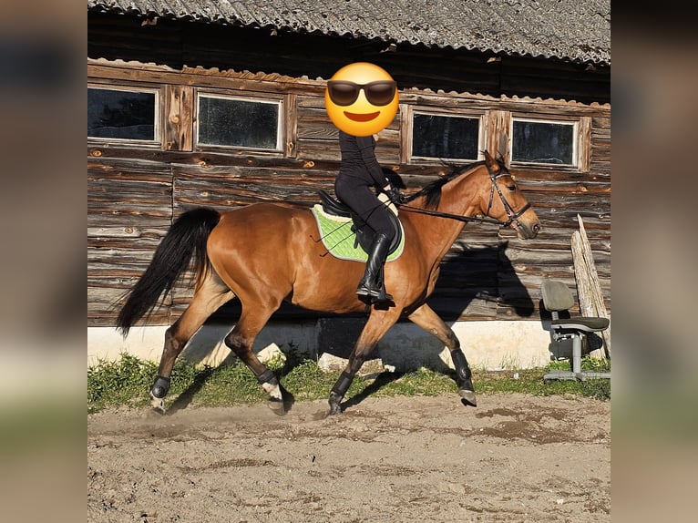 Demi-sang polonais Jument 9 Ans Bai in Rekownica