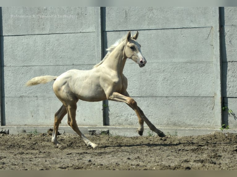 Demi-sang polonais Jument Poulain (04/2024) 165 cm Palomino in Kamieniec Wrocławski