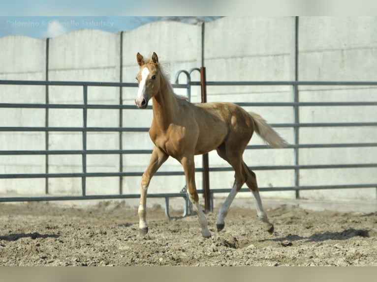 Demi-sang polonais Jument Poulain (02/2024) 168 cm Palomino in Kiełczów