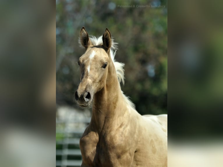 Demi-sang polonais Jument Poulain (04/2024) 168 cm Palomino in Kamieniec Wrocławski