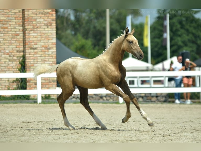 Demi-sang polonais Jument Poulain (04/2024) 168 cm Palomino in Kamieniec Wrocławski