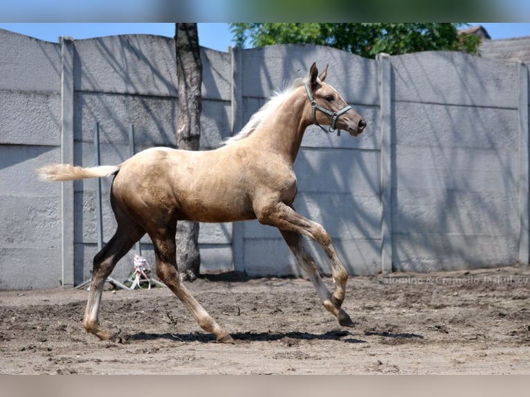 Demi-sang polonais Jument Poulain (04/2024) 168 cm Palomino in Kamieniec Wrocławski