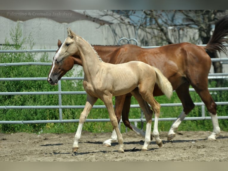 Demi-sang polonais Jument Poulain (03/2024) 170 cm Palomino in Kamieniec Wrocławski