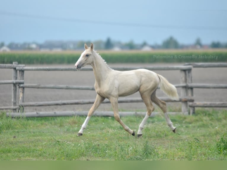 Demi-sang polonais Jument Poulain (03/2024) 170 cm Palomino in Kamieniec Wrocławski