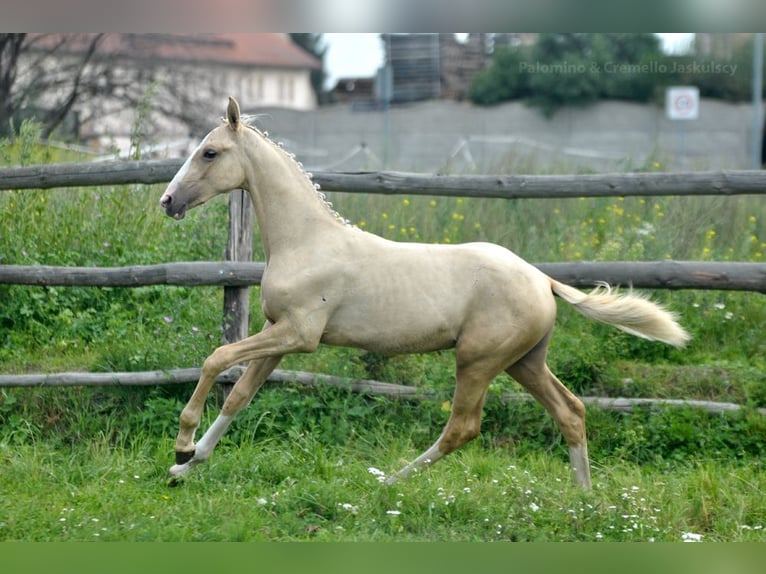 Demi-sang polonais Jument Poulain (03/2024) 170 cm Palomino in Kamieniec Wrocławski