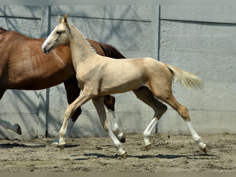 Demi-sang polonais Jument Poulain (03/2024) 170 cm Palomino in Kamieniec Wrocławski