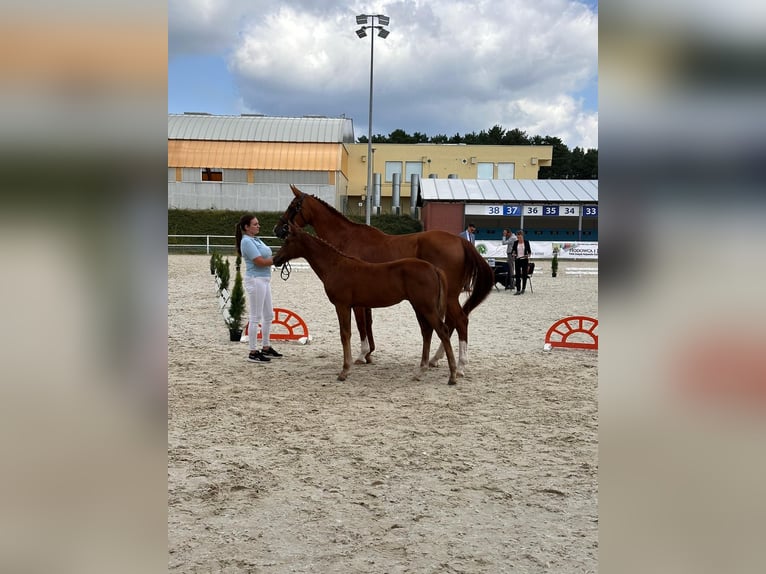 Demi-sang polonais Jument Poulain (04/2024) Alezan brûlé in Gorzów Wielkopolski