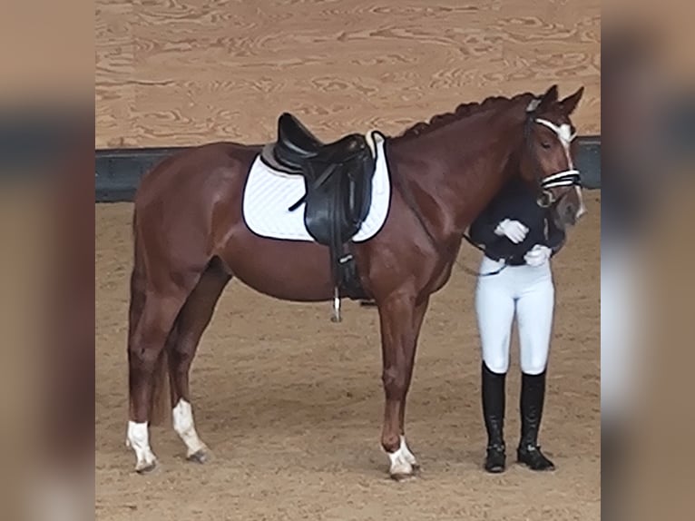 Der Glückskeks German Riding Pony Stallion Chestnut-Red in Gunzenhausen