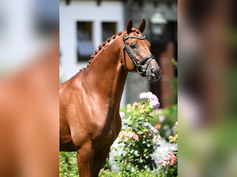 DESTACADO Hanoverian Stallion Chestnut-Red in Kronberg im Taunus