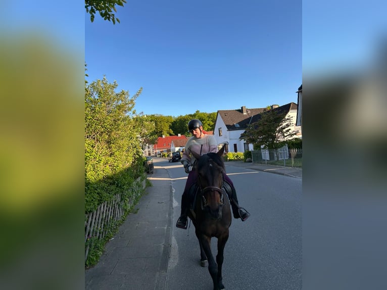 Deutscher Traber Stute 10 Jahre 157 cm Brauner in Bordesholm