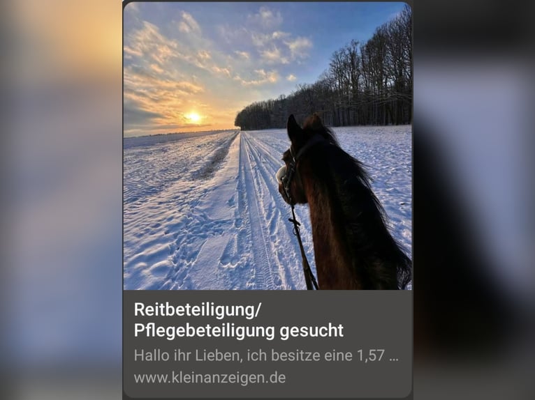 Deutscher Traber Stute 10 Jahre 157 cm Brauner in Limbach-Oberfrohna
