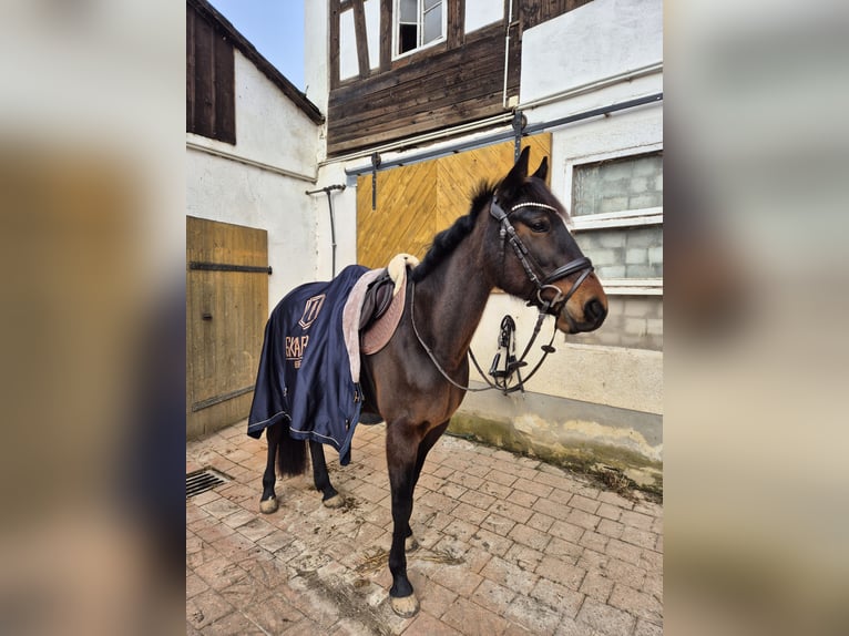 Deutscher Traber Stute 10 Jahre 157 cm Brauner in Limbach-Oberfrohna