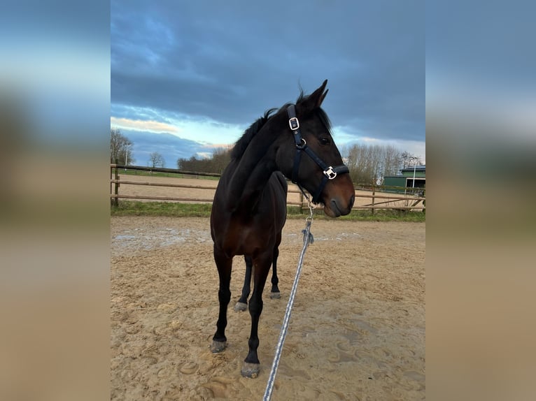 Deutscher Traber Stute 10 Jahre 160 cm Brauner in Drochtersen