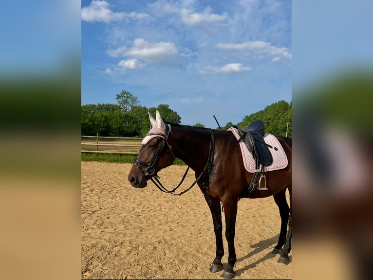 Deutscher Traber Stute 10 Jahre 160 cm Brauner in Drochtersen