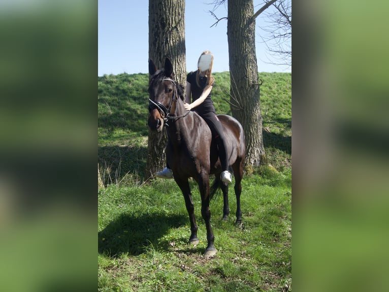 Deutscher Traber Stute 10 Jahre 160 cm Brauner in Drochtersen