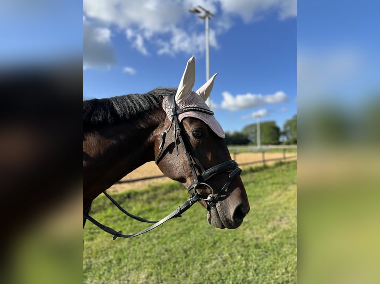 Deutscher Traber Stute 10 Jahre 160 cm Brauner in Drochtersen