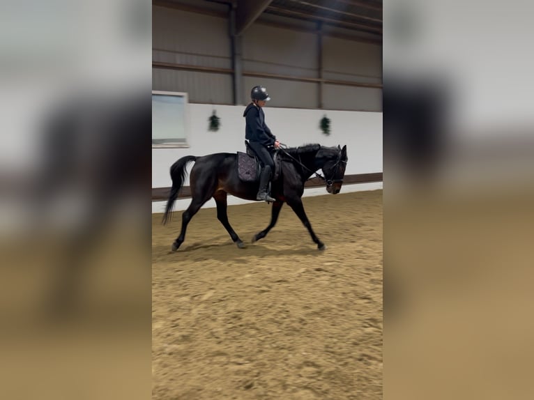 Deutscher Traber Stute 10 Jahre 160 cm Brauner in Drochtersen