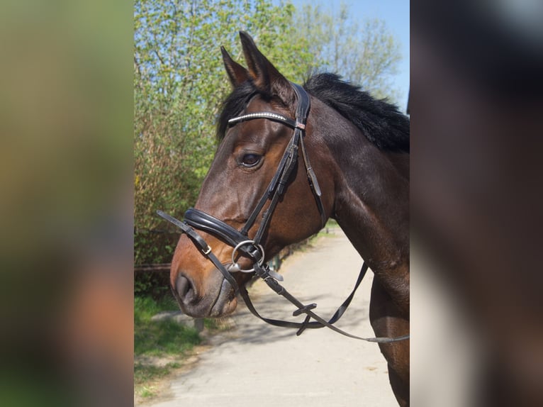 Deutscher Traber Stute 10 Jahre 160 cm Brauner in Drochtersen