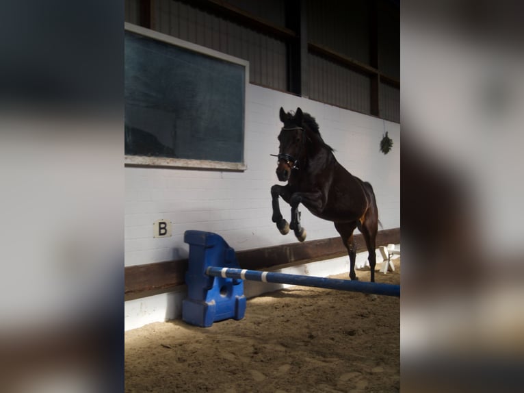 Deutscher Traber Stute 10 Jahre 160 cm Brauner in Drochtersen