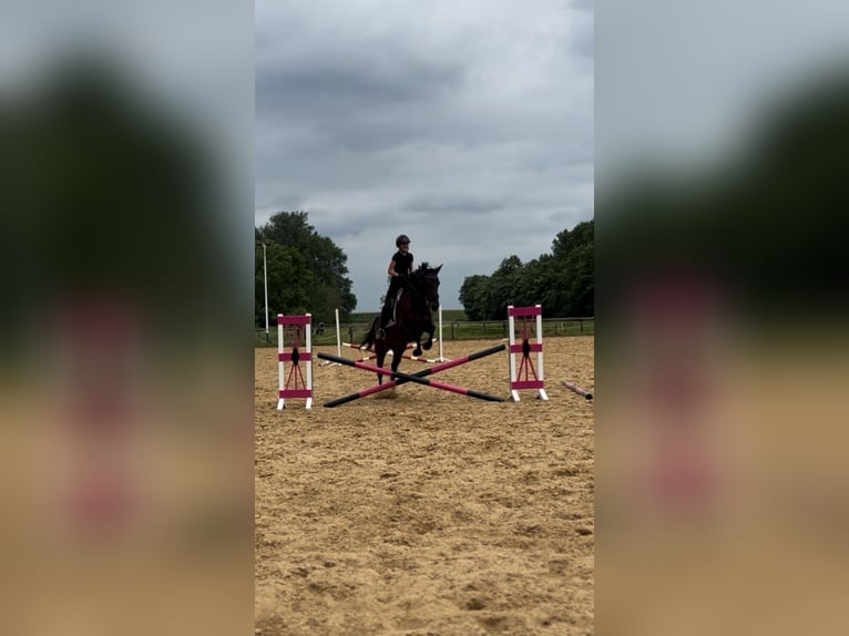 Deutscher Traber Stute 10 Jahre 160 cm Brauner in Drochtersen