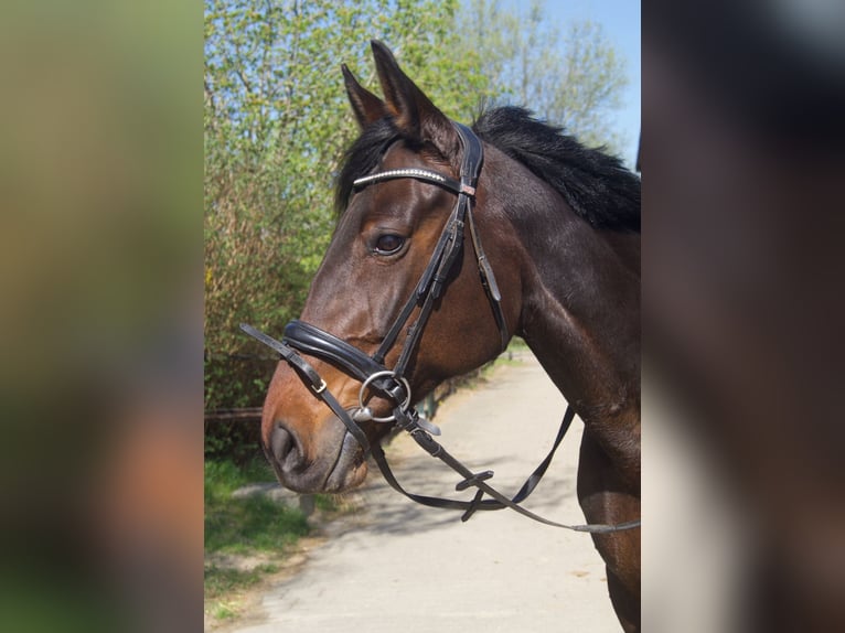 Deutscher Traber Stute 10 Jahre 160 cm Brauner in Drochtersen