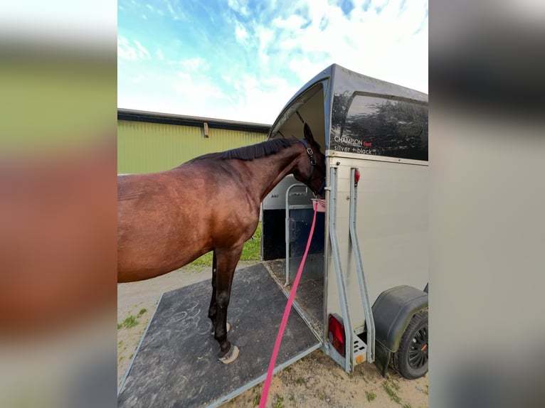 Deutscher Traber Stute 10 Jahre 160 cm Brauner in Drochtersen