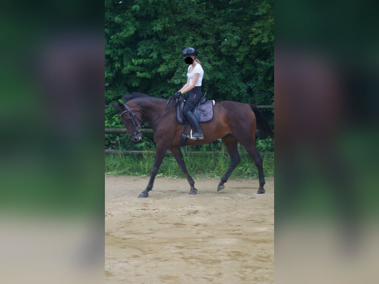 Deutscher Traber Stute 10 Jahre 160 cm Brauner in Drochtersen