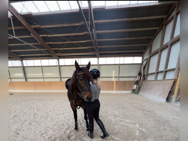 Deutscher Traber Stute 10 Jahre 167 cm Dunkelbrauner in GeslaU